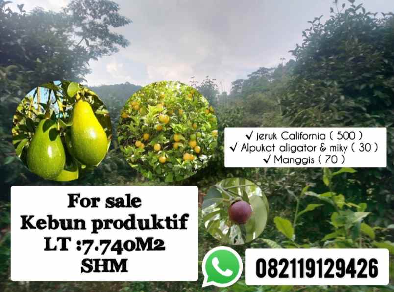 kebun produktif serang panjang subang jawa barat