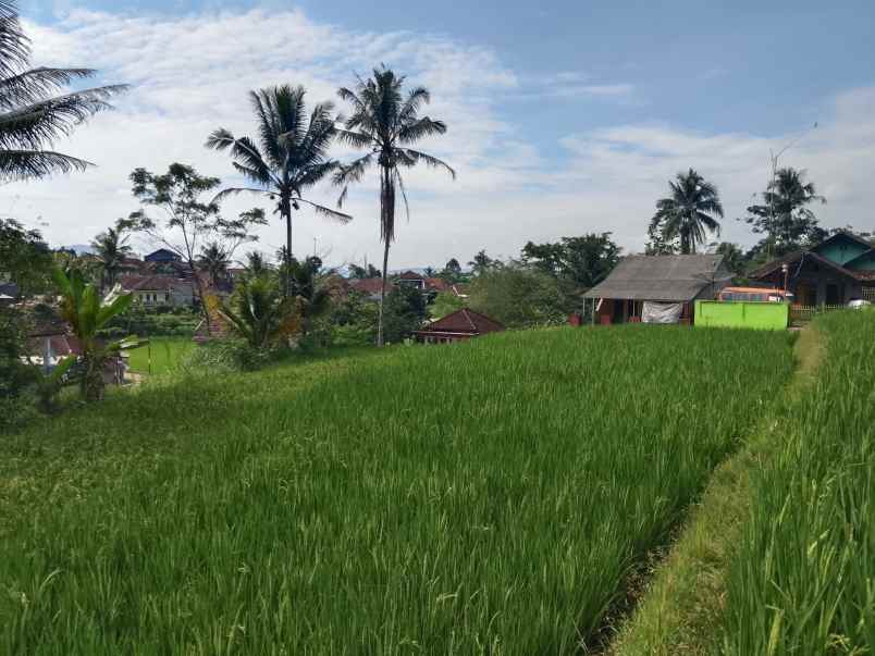 sawah kolam dekat sungai subang jawa barat