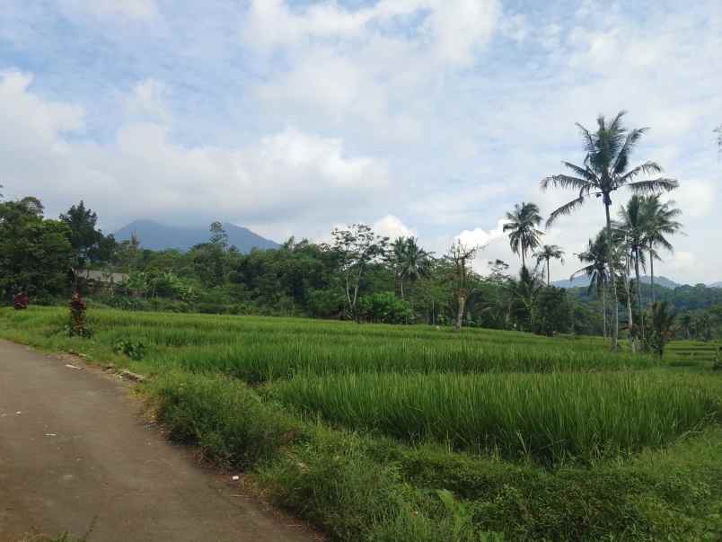 sawah kolam dekat sungai subang jawa barat