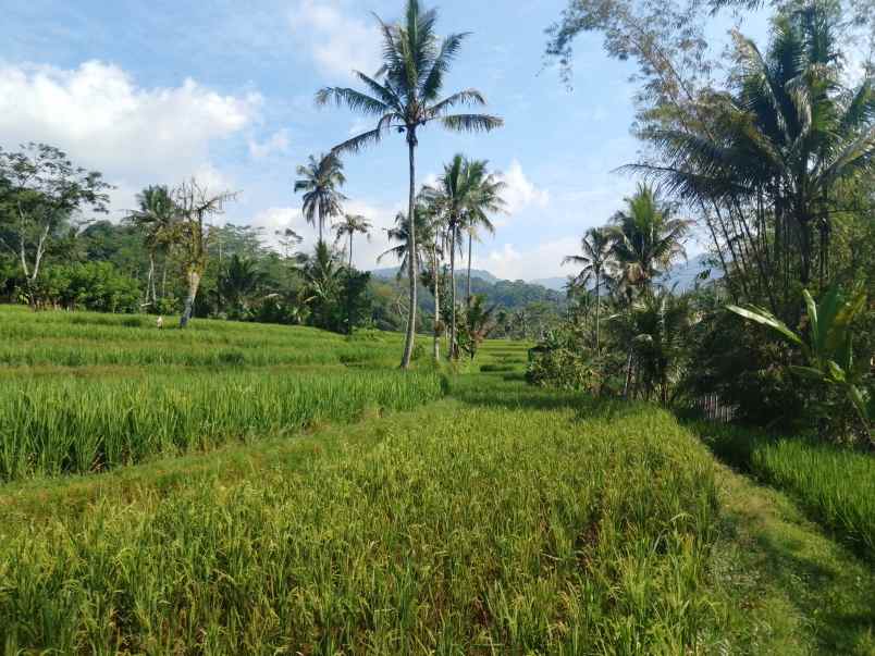 sawah kolam dekat sungai subang jawa barat