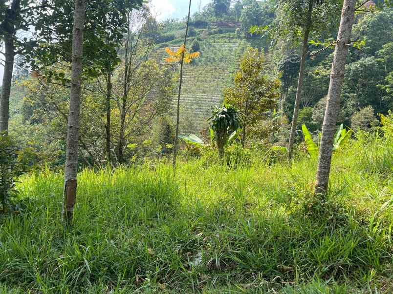 tanah 150 juta udara dingin tawangmangu