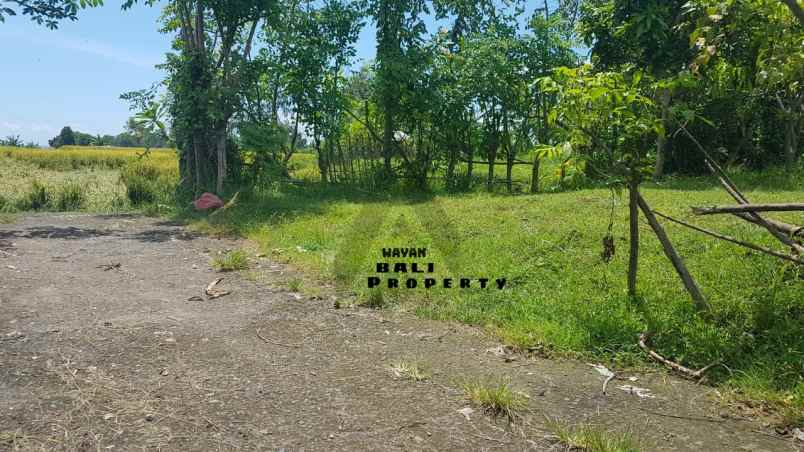 tanah 2 are di sinabun sawan singaraja