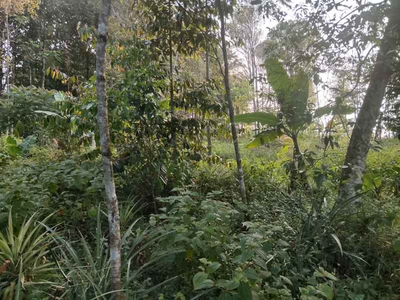 tanah daerah wisata sekitar ciater subang