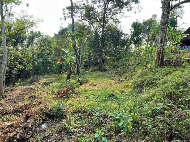 tanah kebun durian siap panen mojogedang karanganyar