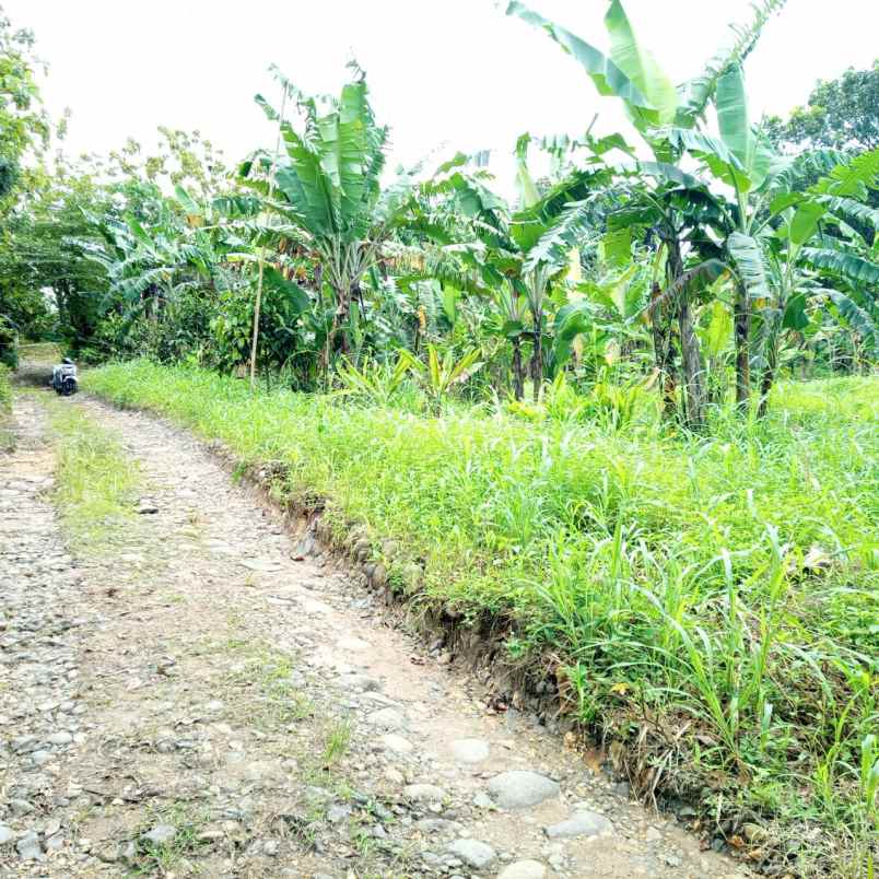 tanah kp cikopo desa jasinga kab