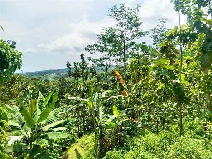 tanah murah 1700m2 100jt jenawi karanganyar