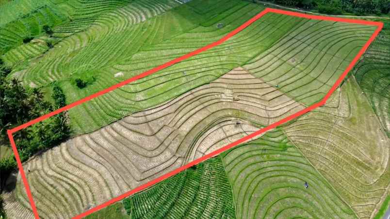 tanah sawah zona pink pariwisata di tabanan bali