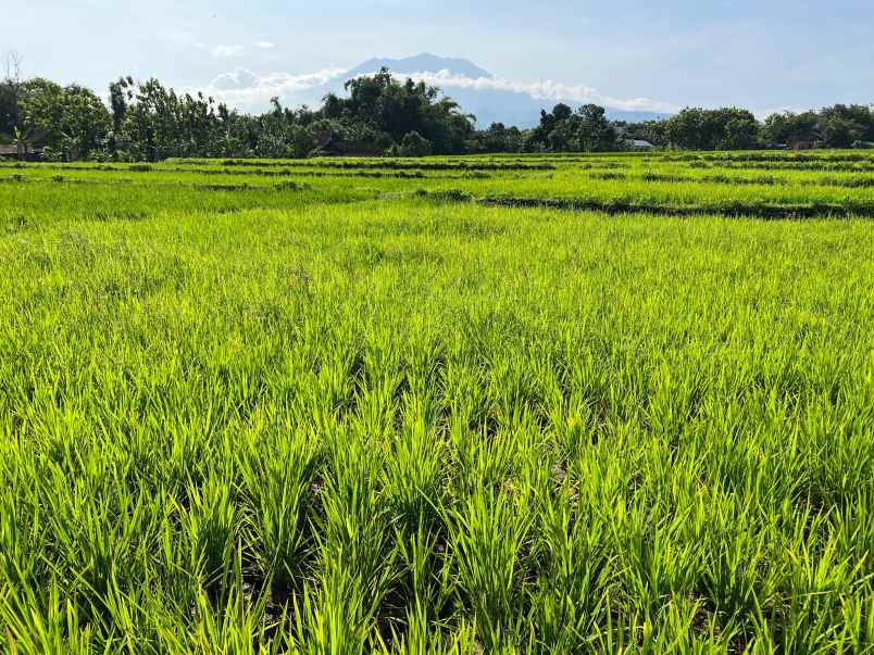 tanah subur 5360m view gunung lawu sragen