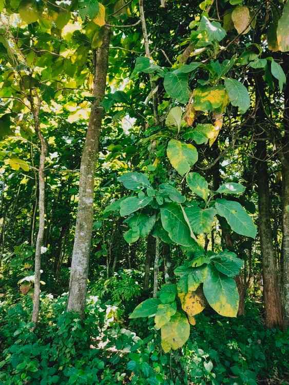 tanah tepi jl raya kedawung