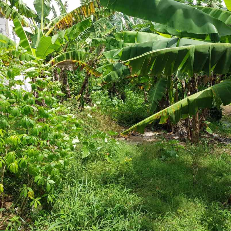 dijual cepat tanah murah 100m urgent bu