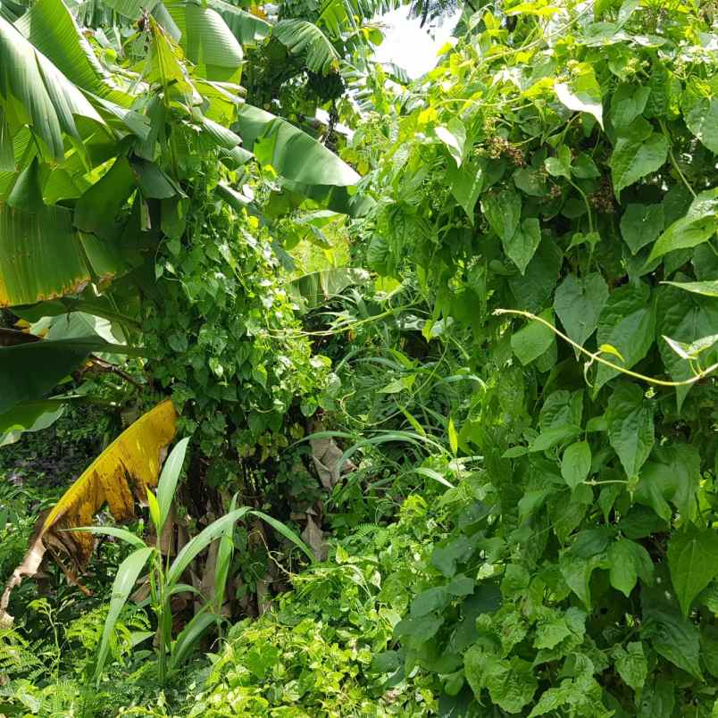 dijual cepat tanah murah 100m urgent bu