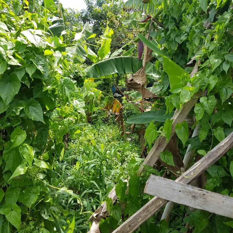 dijual cepat tanah murah 100m urgent bu