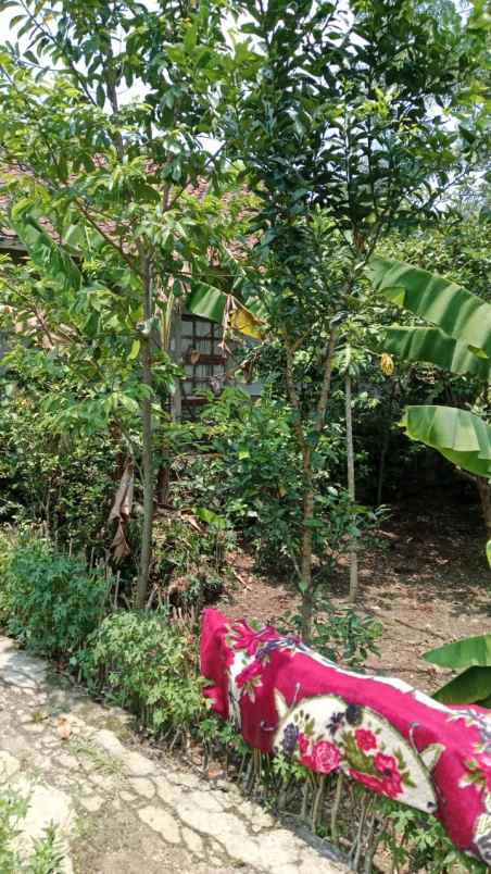 dijual cepat tanah murah 100m urgent bu