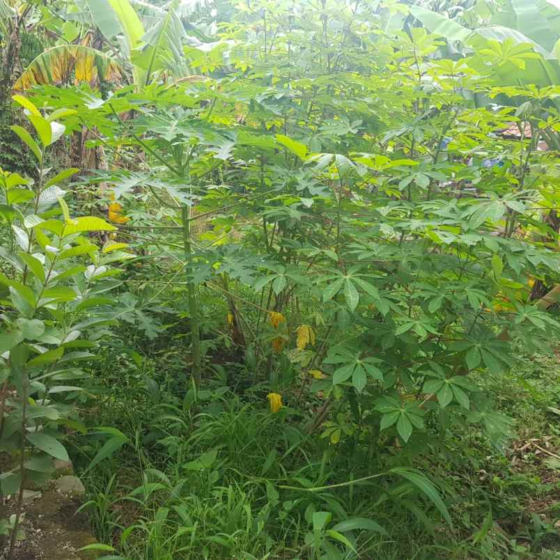 dijual cepat tanah murah 100m urgent bu