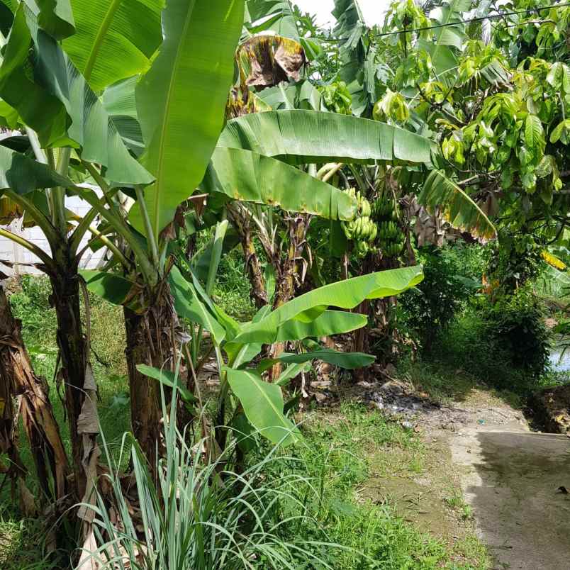 dijual cepat tanah murah 100m urgent bu