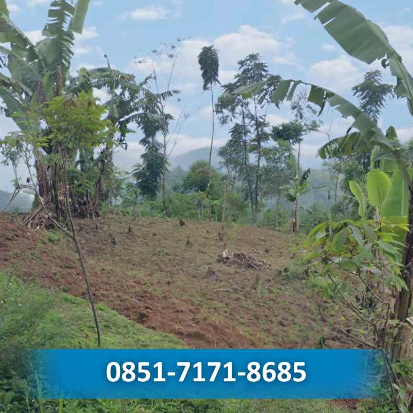 dijual kebun cengkeh produktif bandung