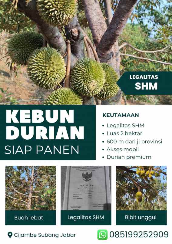 dijual kebun durian siap panen