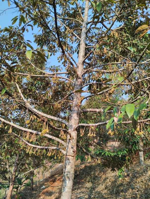 dijual kebun durian siap panen