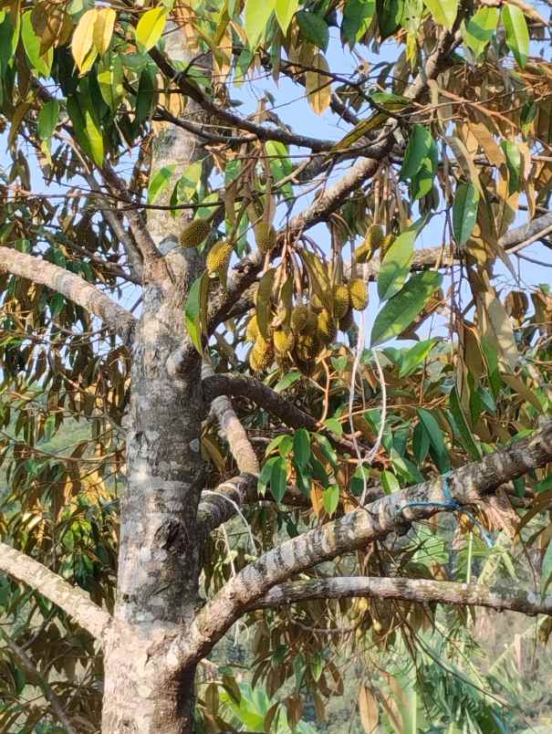dijual kebun durian siap panen