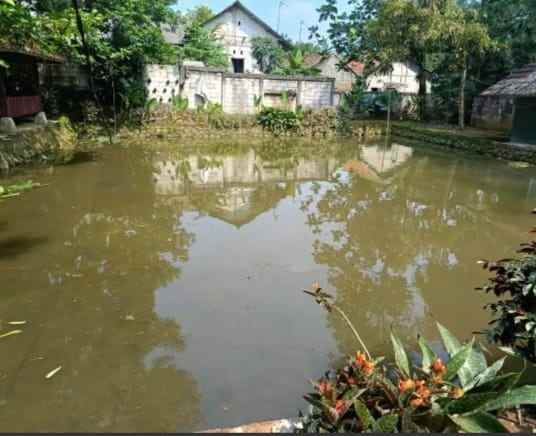 dijual tanah ada kolam ikan rancabungur bogor
