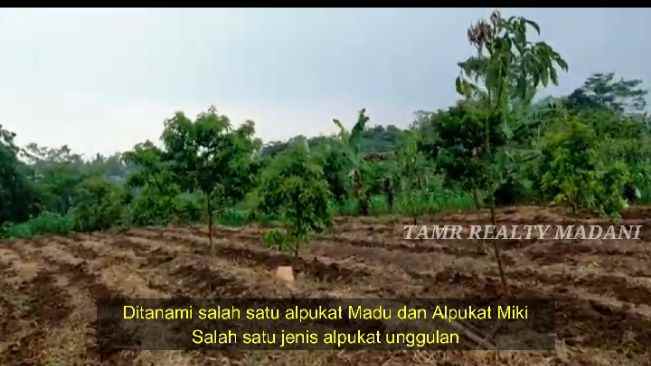 dijual tanah cinangka