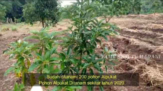 dijual tanah cinangka