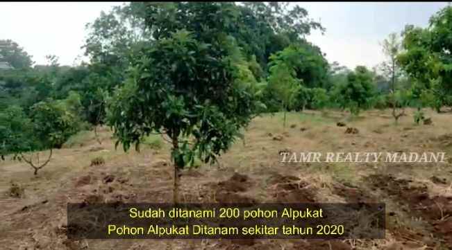 dijual tanah cinangka