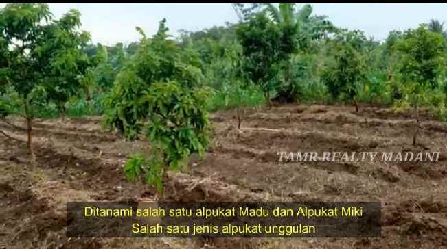 dijual tanah cinangka