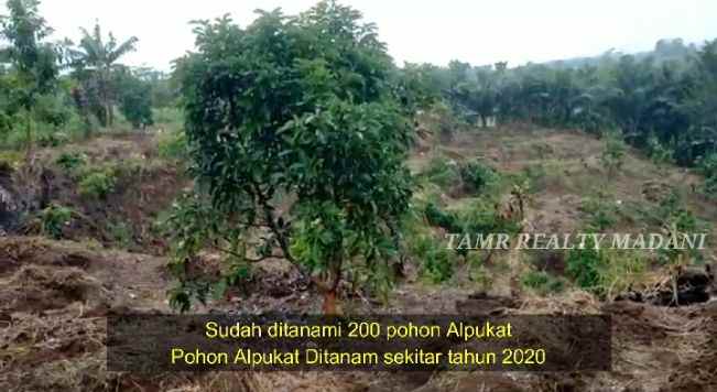 dijual tanah cinangka