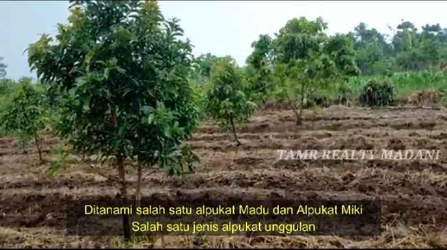 dijual tanah cinangka