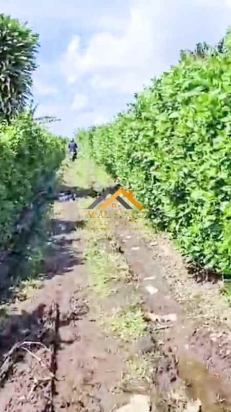 dijual tanah desa persadanta dsn ujung