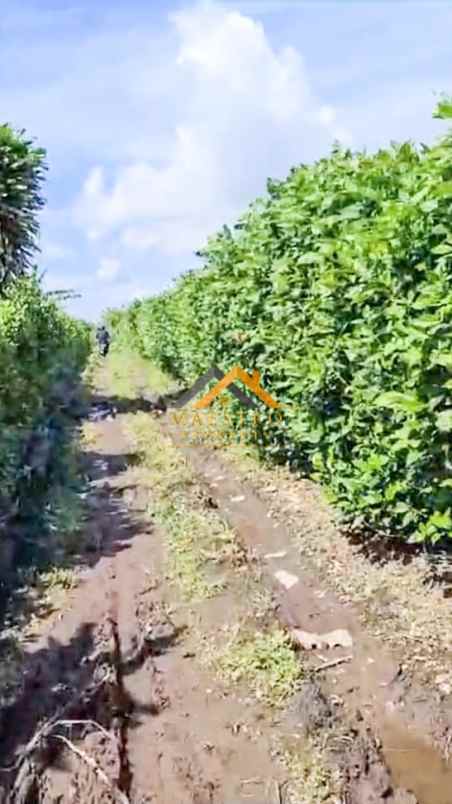 dijual tanah desa persadanta dsn ujung