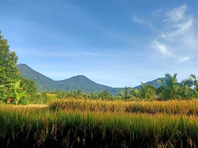 dijual tanah jatiluwih penebal tabanan bali