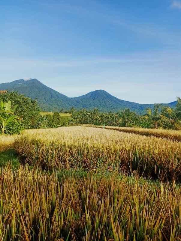 dijual tanah jatiluwih penebal tabanan bali