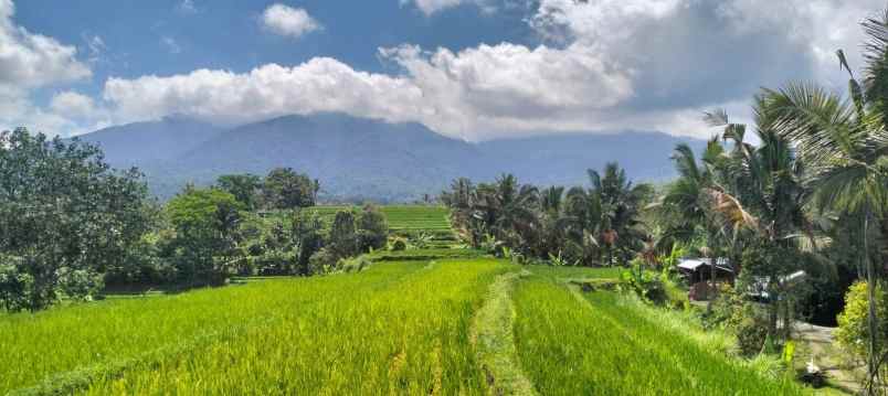 dijual tanah jatiluwih penebal tabanan bali