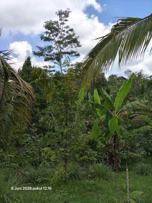 dijual tanah jatiluwih tabanan bali