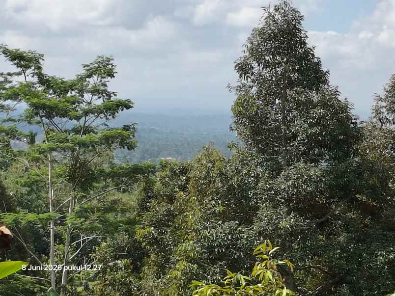 dijual tanah jatiluwih tabanan bali
