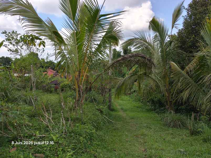 dijual tanah jatiluwih tabanan bali