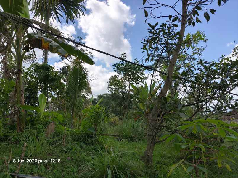 dijual tanah jatiluwih tabanan bali