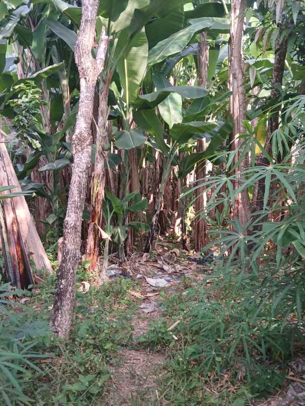 dijual tanah jl kebo iwo selatan