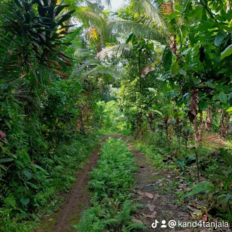 dijual tanah kebun dgn luas 14 000m