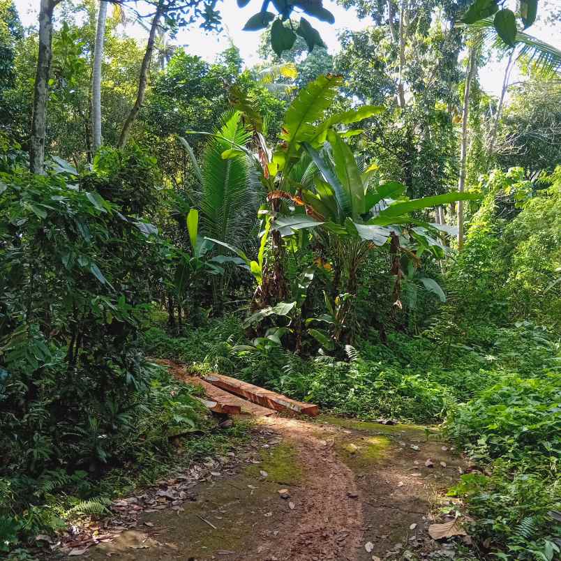 dijual tanah kebun dgn luas 14 000m