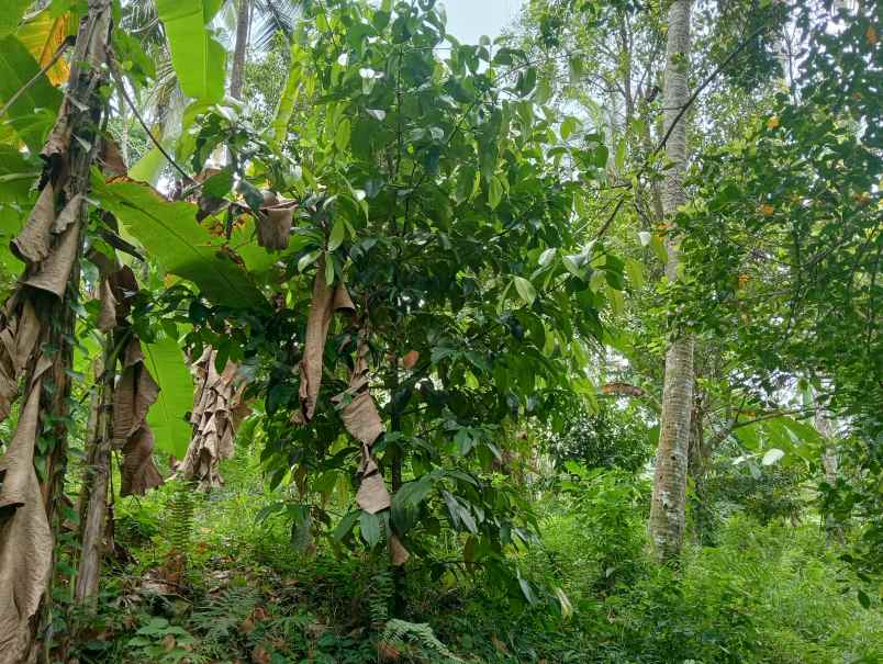 dijual tanah kebun los sungai murah tempat strategis