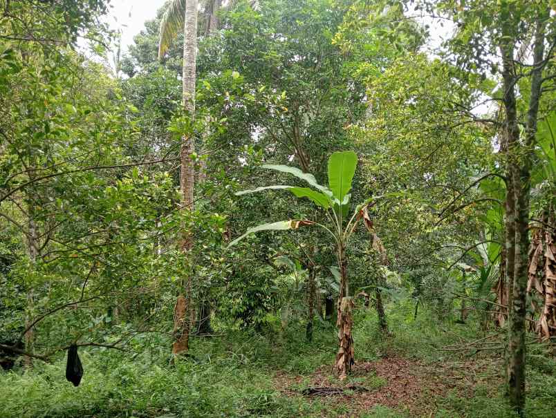 dijual tanah kebun los sungai murah tempat strategis