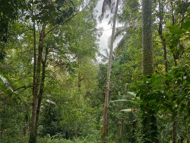 dijual tanah kebun los sungai murah tempat strategis