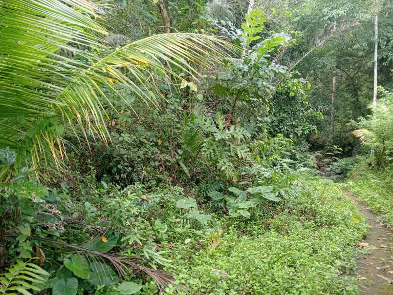 dijual tanah kebun los sungai murah tempat strategis