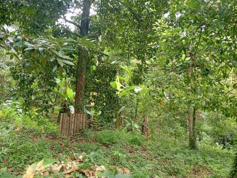 dijual tanah kebun los sungai murah tempat strategis