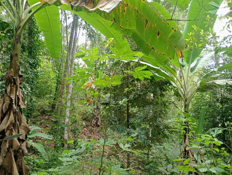 dijual tanah kebun los sungai murah tempat strategis