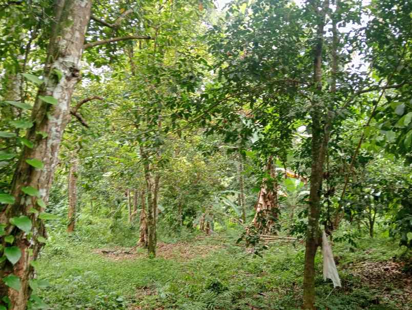 dijual tanah kebun los sungai murah tempat strategis