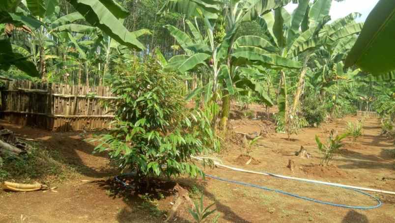 dijual tanah rogoselo kec doro pekalongan